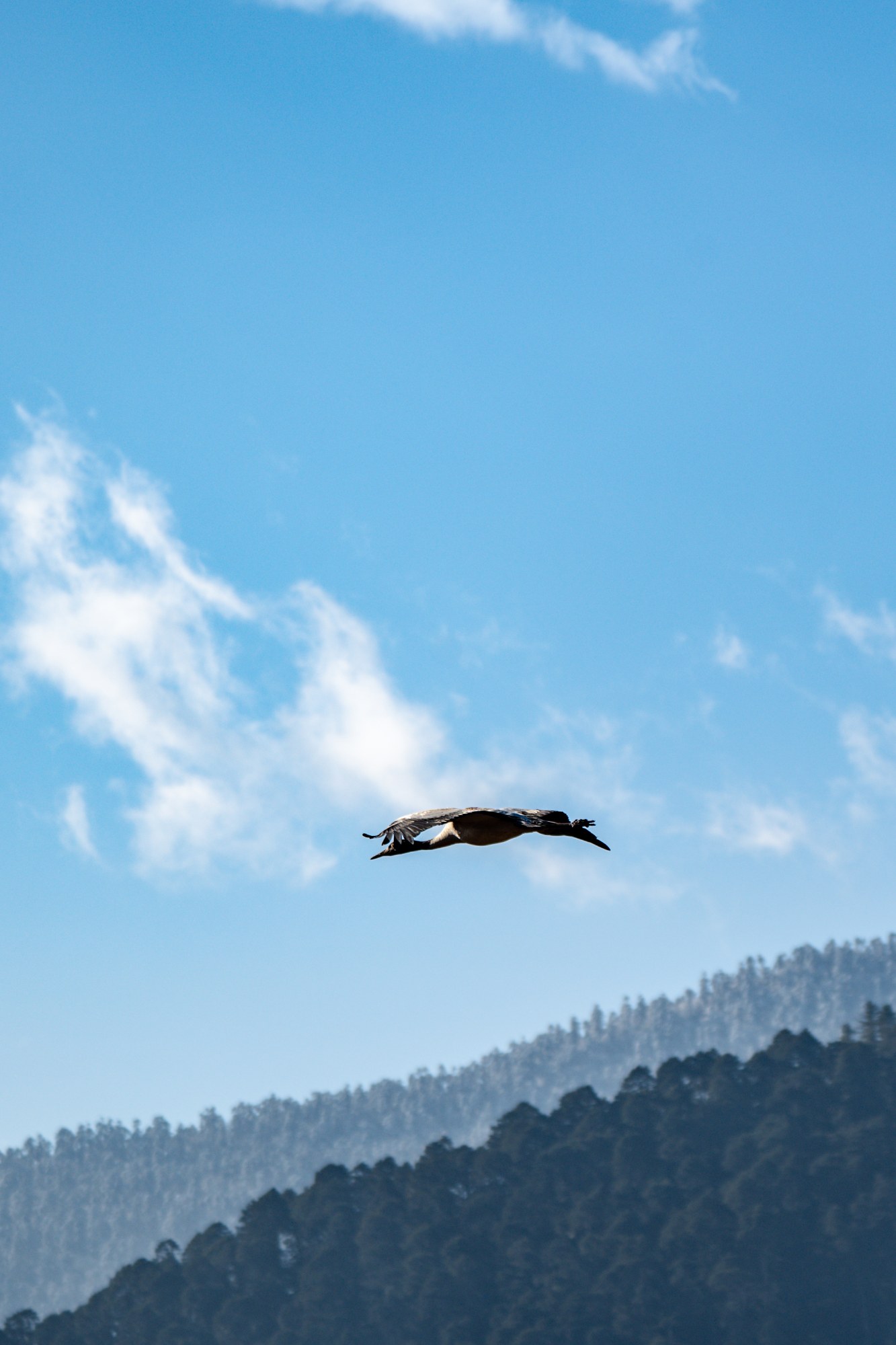 black necked crane