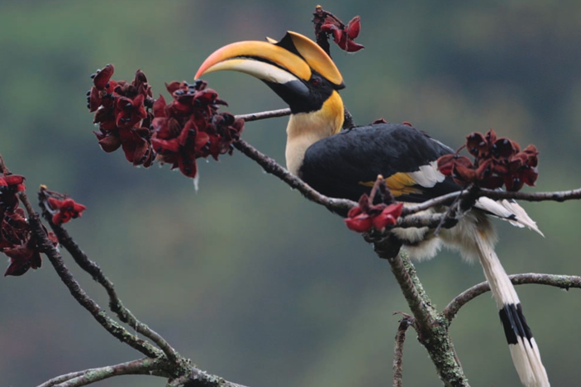 bird watching 3