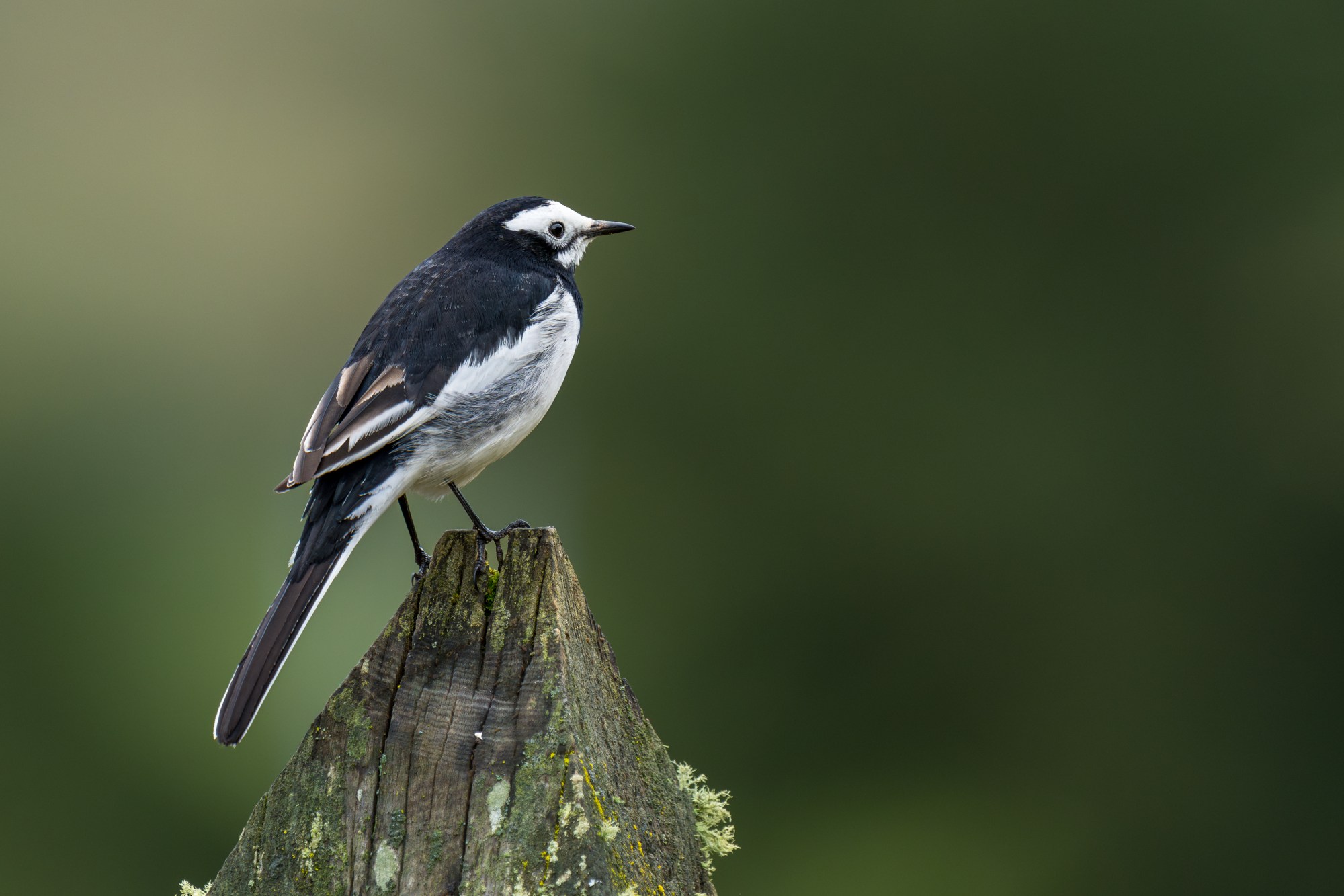 bird watching 4
